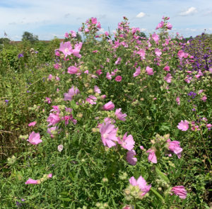 Malva alcea - Rosen-Malve – Bild 7