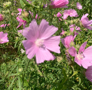 Malva alcea - Rosen-Malve – Bild 5