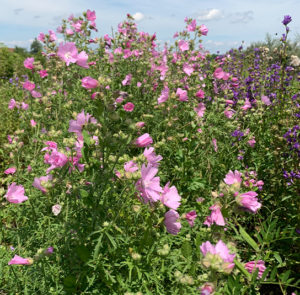 Malva alcea - Rosen-Malve – Bild 2