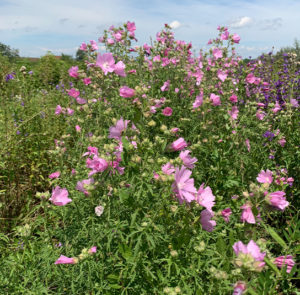 Malva alcea - Rosen-Malve – Bild 9