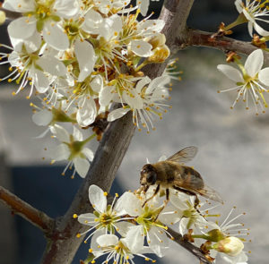 Prunus spinosa - Schlehdorn, Schlehe, Schwarzdorn – Bild 4