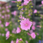 Malva alcea - Rosen-Malve