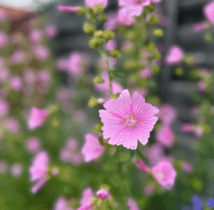 Malva alcea - Rosen-Malve