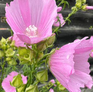 Malva alcea - Rosen-Malve – Bild 11