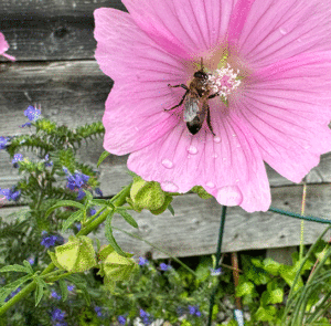 Malva alcea - Rosen-Malve – Bild 10