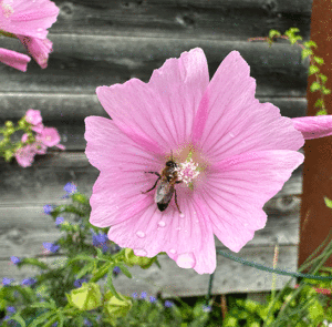 Malva alcea - Rosen-Malve – Bild 3