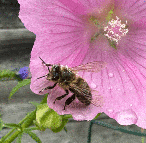 Malva alcea - Rosen-Malve – Bild 6