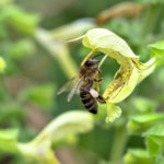Salvia glutinosa - Klebriger Salbei