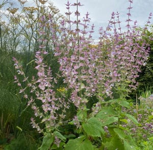 Muskatellersalbei (Salvia sclarea) Saatgut – Bild 4