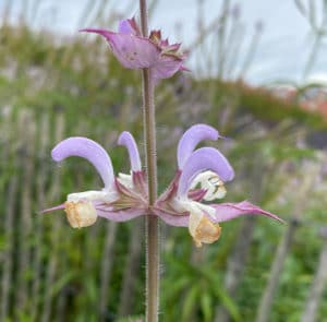 Muskatellersalbei (Salvia sclarea) Saatgut – Bild 5