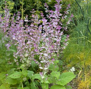 Muskatellersalbei (Salvia sclarea) Saatgut – Bild 2