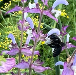 Muskatellersalbei (Salvia sclarea) Saatgut