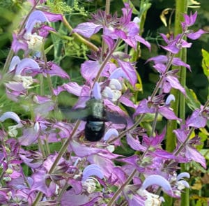 Muskatellersalbei (Salvia sclarea) Saatgut – Bild 6