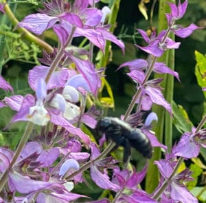 Muskatellersalbei (Salvia sclarea) Saatgut – Bild 7