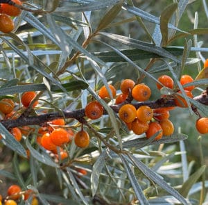 Hippophae rhamnoides 'Askola' - Sanddorn weiblich – Bild 13
