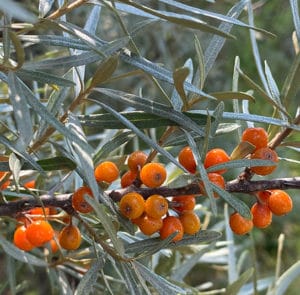Hippophae rhamnoides 'Askola' - Sanddorn weiblich – Bild 9