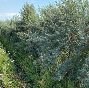 Hippophae rhamnoides 'Askola' - Sanddorn weiblich – Bild 8