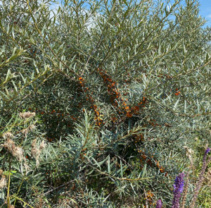 Hippophae rhamnoides 'Askola' - Sanddorn weiblich – Bild 12