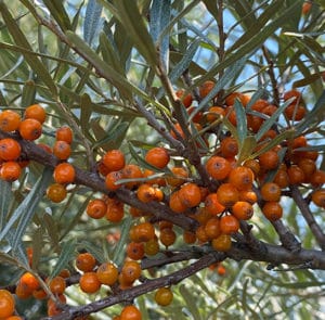 Hippophae rhamnoides 'Askola' - Sanddorn weiblich – Bild 11