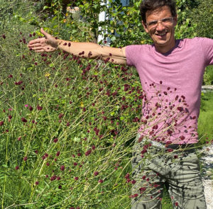 Großer Wiesenknopf (Sanguisorba officinalis) Saatgut – Bild 6