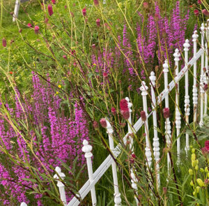 Großer Wiesenknopf (Sanguisorba officinalis) Saatgut – Bild 3