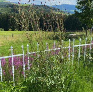 Großer Wiesenknopf (Sanguisorba officinalis) Saatgut – Bild 8