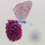 Sanguisorba officinalis - Großer Wiesenknopf