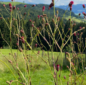 Großer Wiesenknopf (Sanguisorba officinalis) Saatgut
