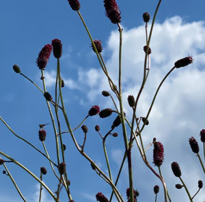 Großer Wiesenknopf (Sanguisorba officinalis) Saatgut – Bild 2