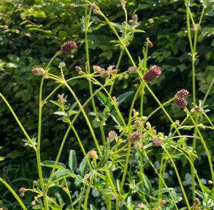 Großer Wiesenknopf (Sanguisorba officinalis) Saatgut – Bild 5