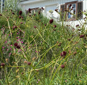 Großer Wiesenknopf (Sanguisorba officinalis) Saatgut – Bild 4