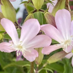 Saponaria officinalis - Echtes Seifenkraut