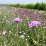 Scabiosa triandra - Südliche Skabiose