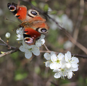 Prunus spinosa - Schlehdorn, Schlehe, Schwarzdorn – Bild 2