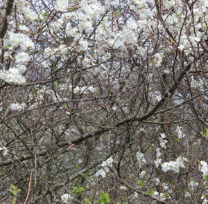 Prunus spinosa - Schlehdorn, Schlehe, Schwarzdorn – Bild 10