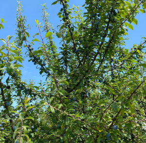 Prunus spinosa - Schlehdorn, Schlehe, Schwarzdorn – Bild 6