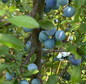 Prunus spinosa - Schlehdorn, Schlehe, Schwarzdorn – Bild 3