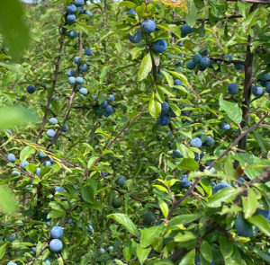 Prunus spinosa - Schlehdorn, Schlehe, Schwarzdorn – Bild 7