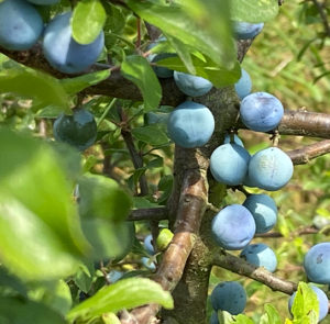 Prunus spinosa - Schlehdorn, Schlehe, Schwarzdorn – Bild 8