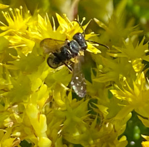 Sedum acre - Scharfer Mauerpfeffer – Bild 3