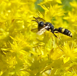 Sedum acre - Scharfer Mauerpfeffer – Bild 2
