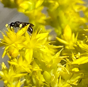 Sedum acre - Scharfer Mauerpfeffer – Bild 4