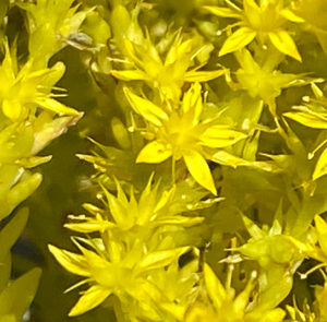 Sedum acre - Scharfer Mauerpfeffer – Bild 6