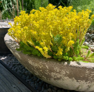 Sedum acre - Scharfer Mauerpfeffer – Bild 5