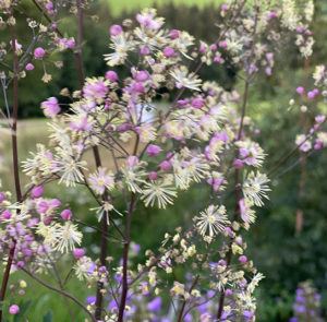 Thalictrum cultorum ´Elin` - Hohe Wiesenraute – Bild 4