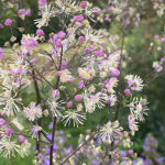 Thalictrum cultorum ´Elin` - Hohe Wiesenraute