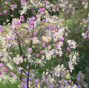 Thalictrum cultorum ´Elin` - Hohe Wiesenraute