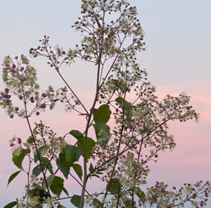 Thalictrum cultorum ´Elin` - Hohe Wiesenraute – Bild 7