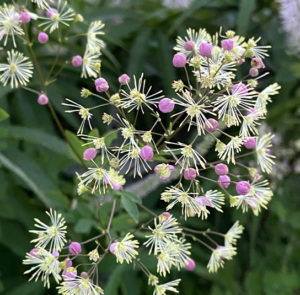 Thalictrum cultorum ´Elin` - Hohe Wiesenraute – Bild 6