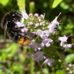 Thymus pulegioides - Arznei-Quendel, Feld-Thymian